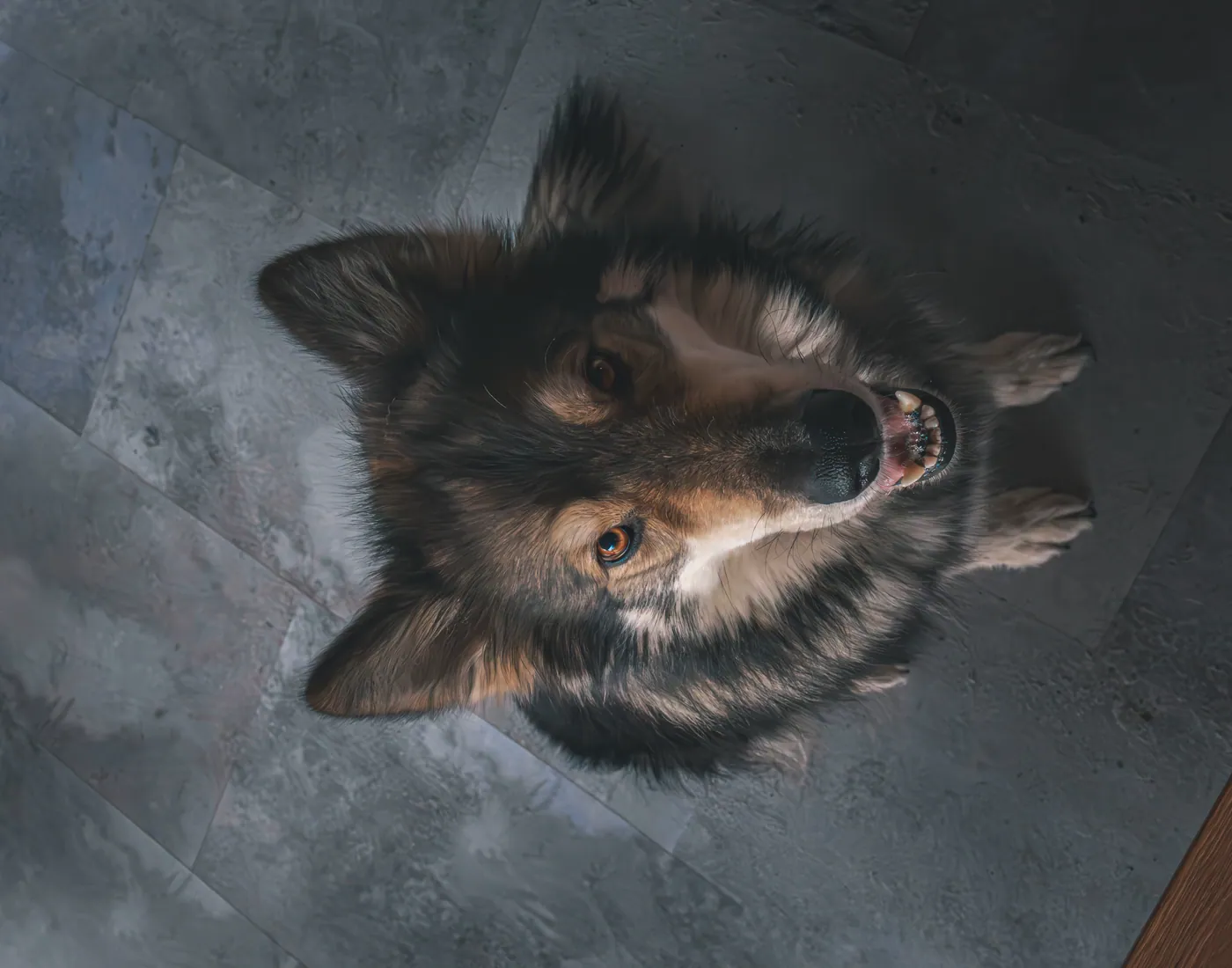 Hund blickt aufmerksam in die Kamera